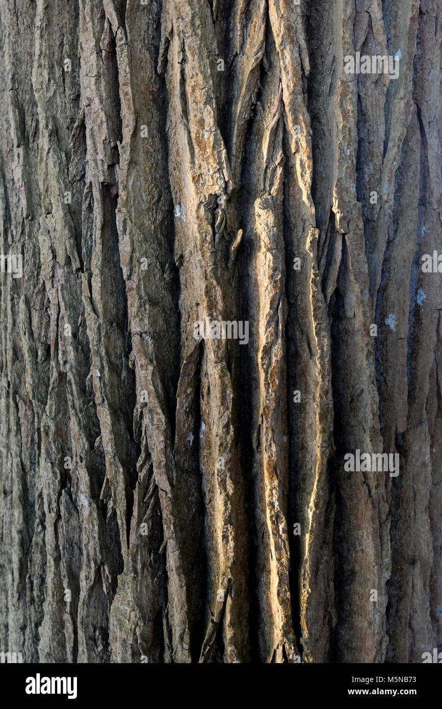 Close up of Black Cottonwood Tree bark, Populus trichocarpa, British Columbia, Canada. Stock Photo