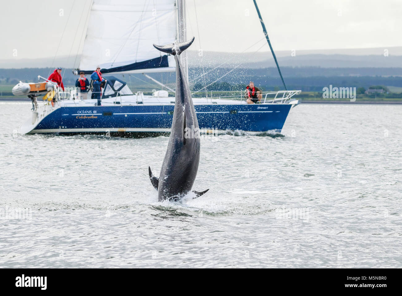 wild dolphin breaching in front of a boat while hunting for migrating atlantic salmon. Stock Photo