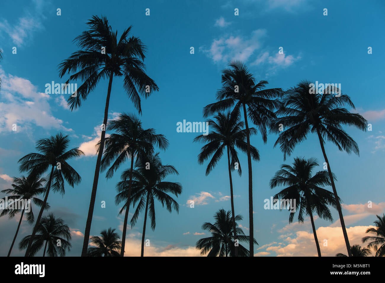 Palm trees silhouetted against a blue sky. Stock Photo