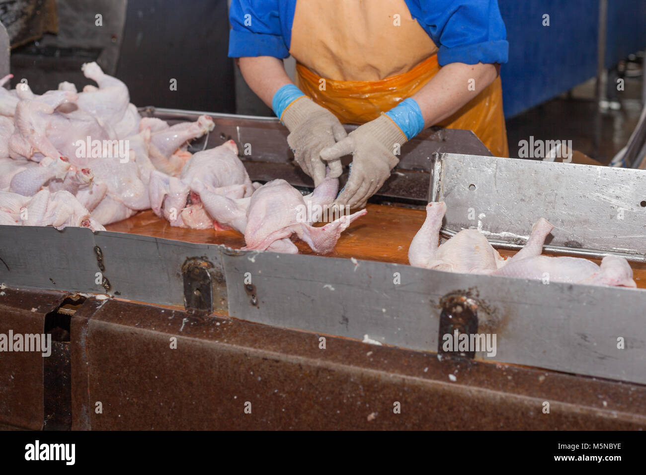Meat processing of chicken products. Technological process Stock Photo ...