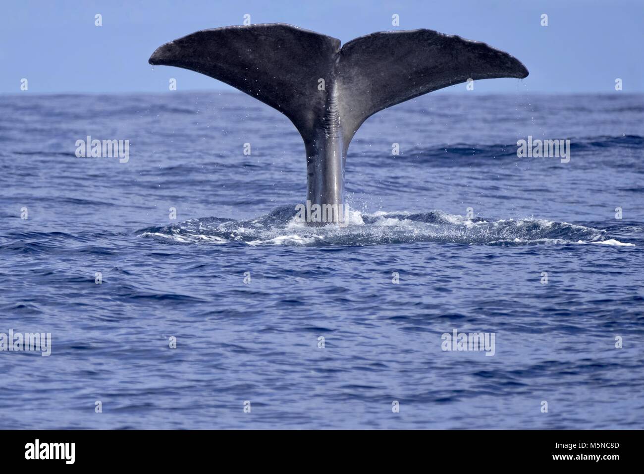 A sperm whale shows his magnificent tail flukes Stock Photo