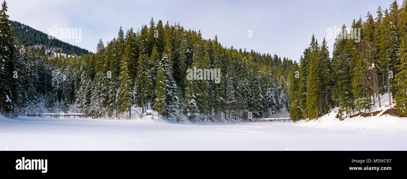Panorama coniferous forest hi-res stock photography and images - Alamy