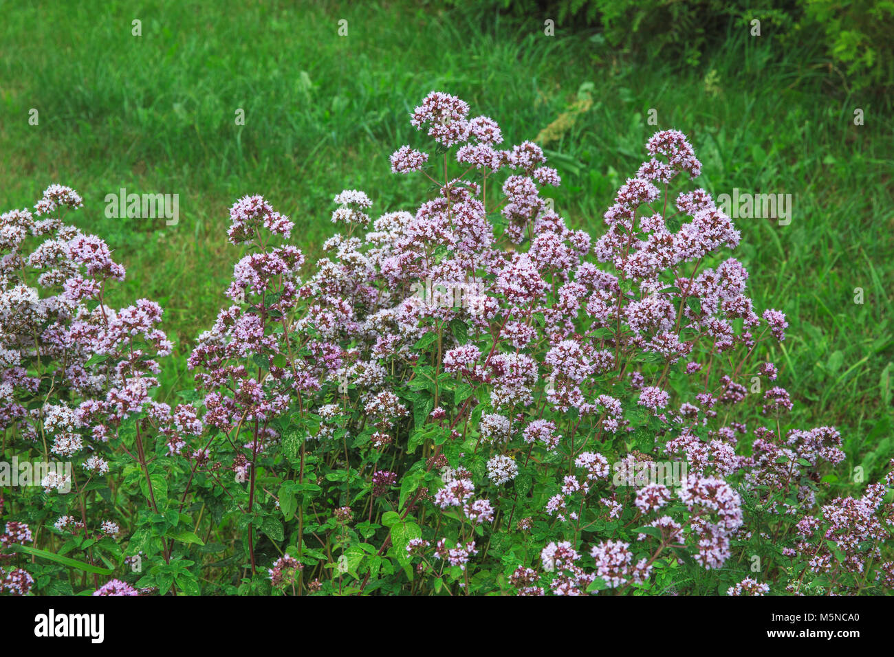 Purple flowers of origanum vulgare or common oregano, wild marjoram