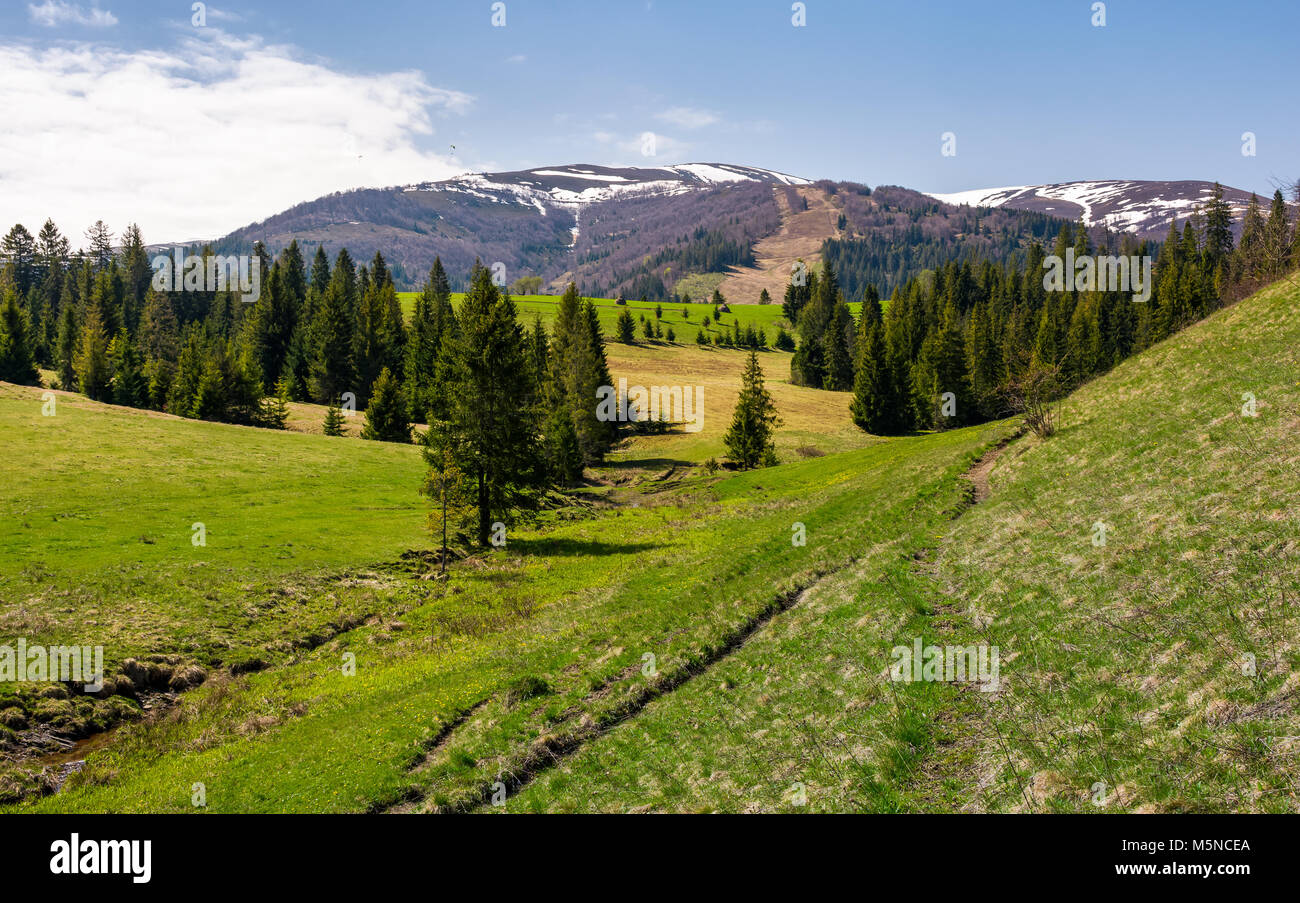 mountainous landscape with coniferous forest. lovely springtime scenery at the foot of Borzhava mountain ridge. location - Pylypets, TransCarpathian r Stock Photo