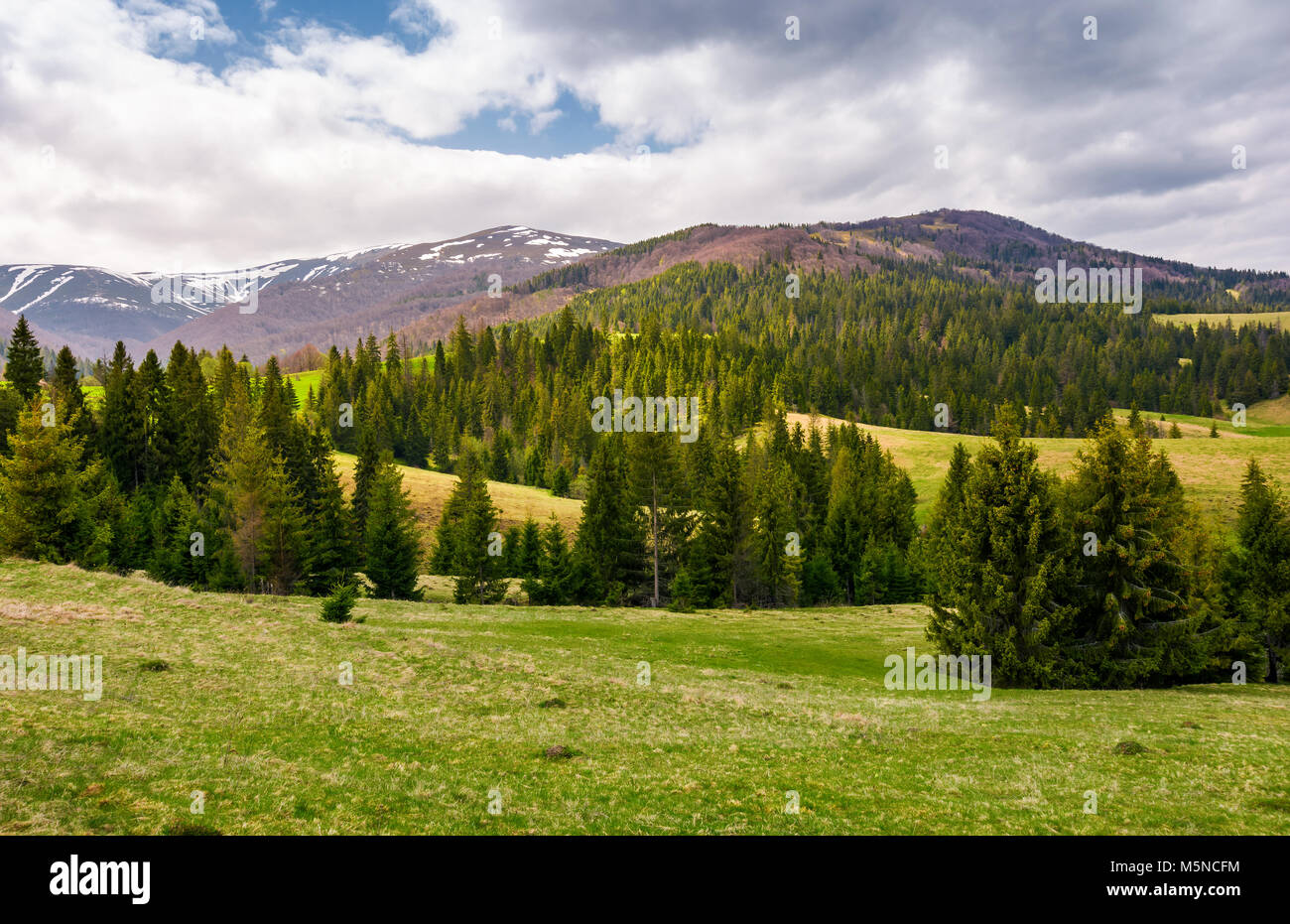 spruce forest on rolling hills in springtime. gorgeous landscape of Pylypets valley in Carpathian mountains, Borzhava mountain ridge with snowy tops i Stock Photo