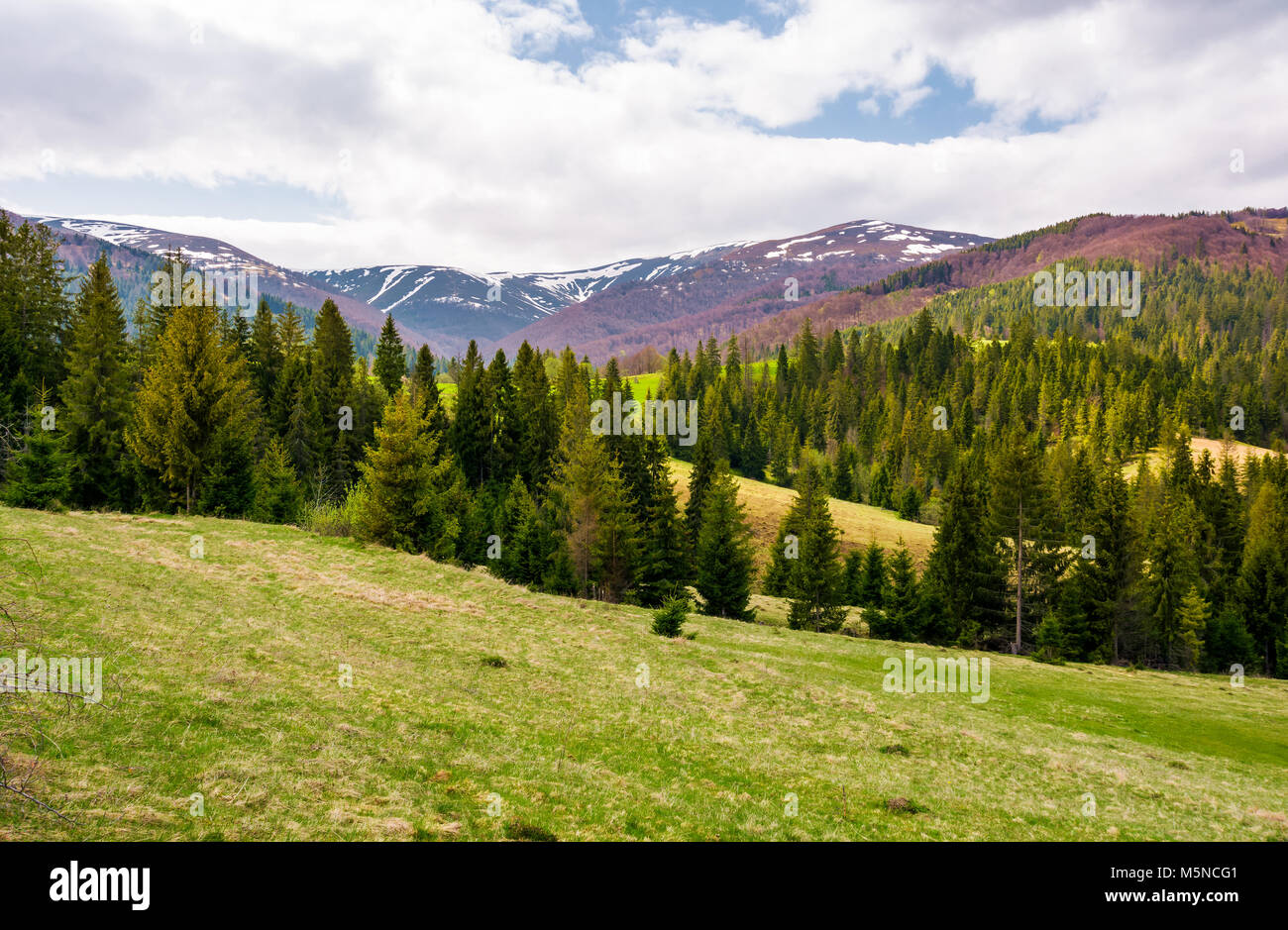 spruce forest on rolling hills in springtime. gorgeous landscape of Pylypets valley in Carpathian mountains, Borzhava mountain ridge with snowy tops i Stock Photo