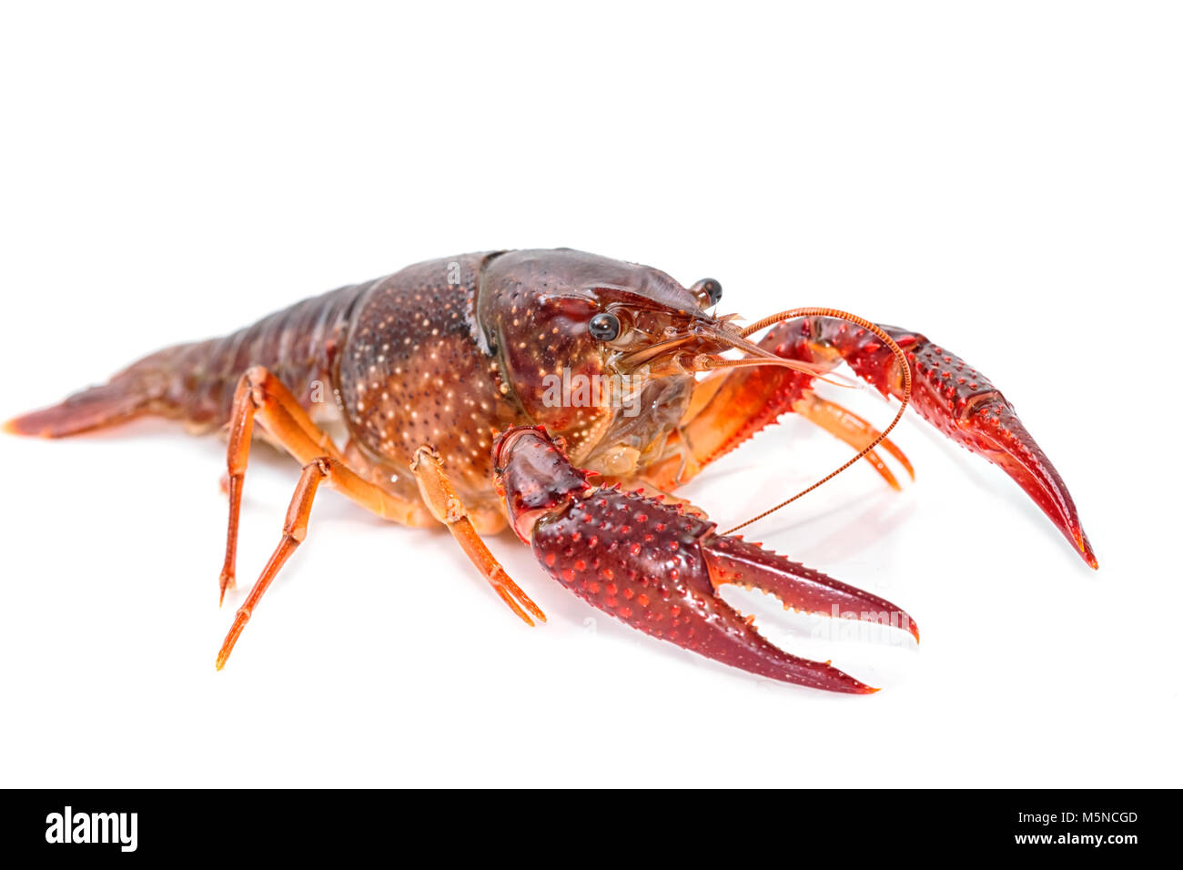 Crayfish Procambarus clarkii ghost on white background Stock Photo