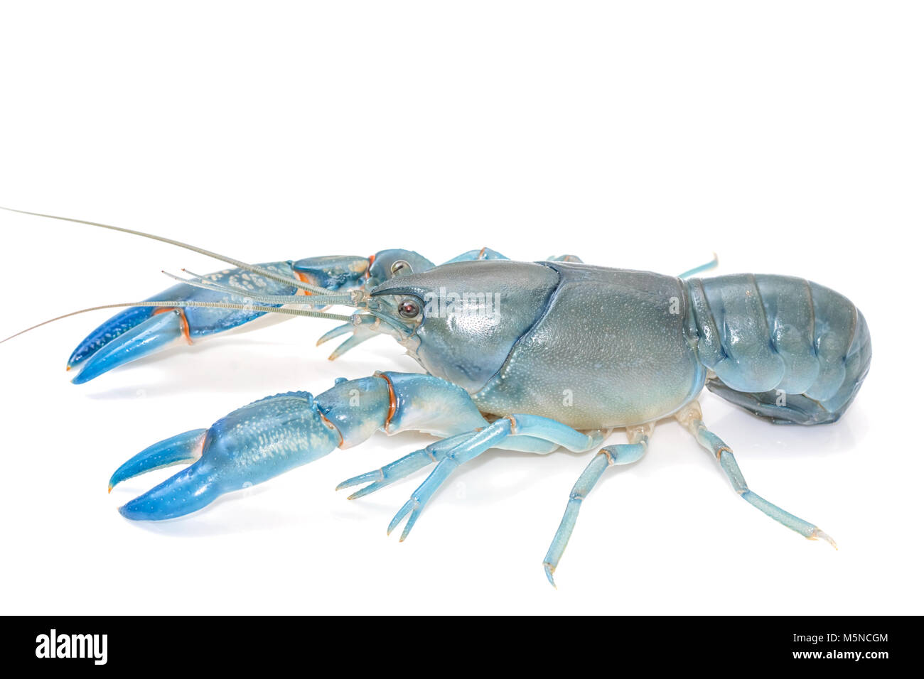 Lobster pets hi-res stock photography and images - Alamy