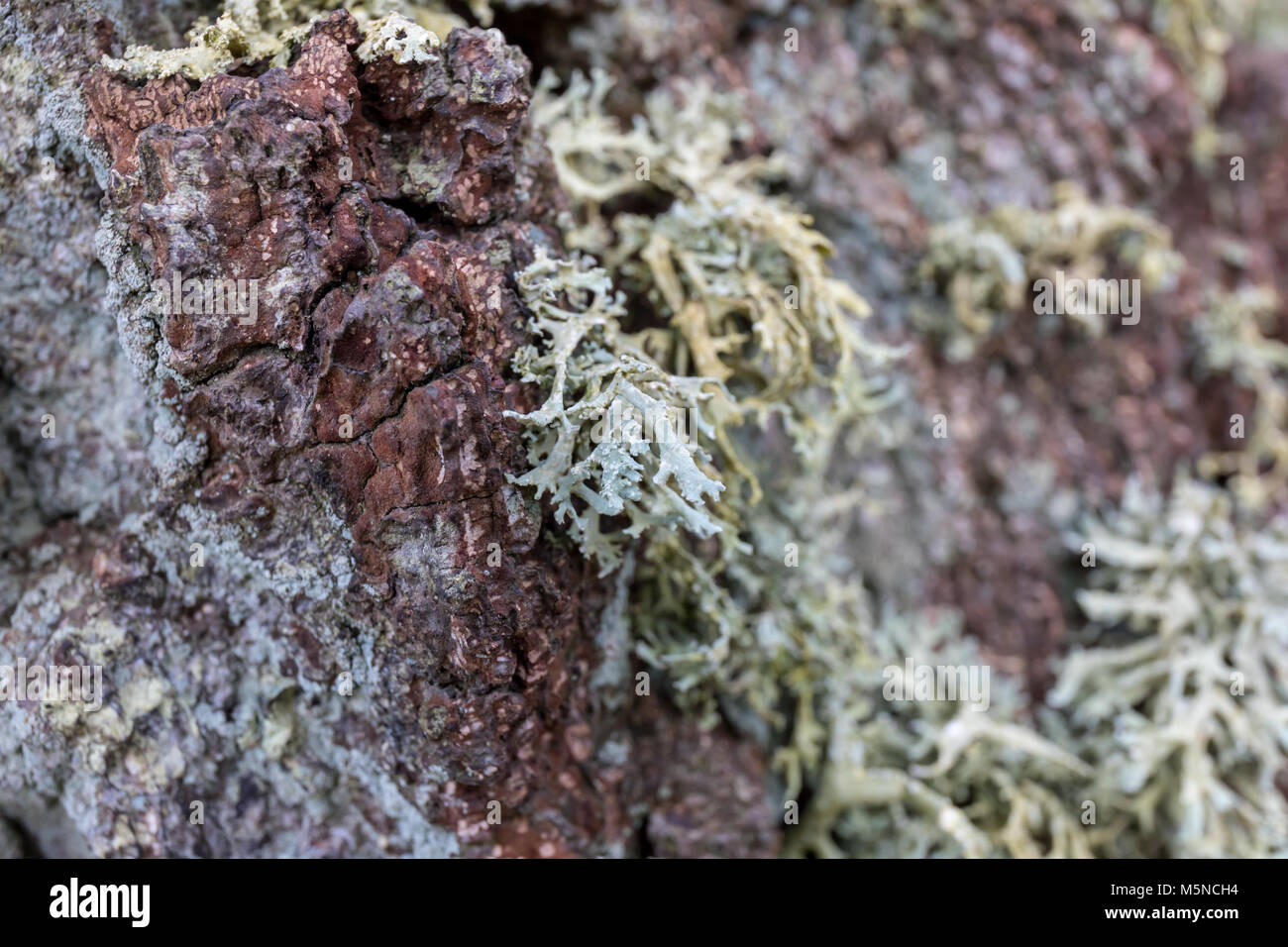 Lichen on wood; Denmark Stock Photo