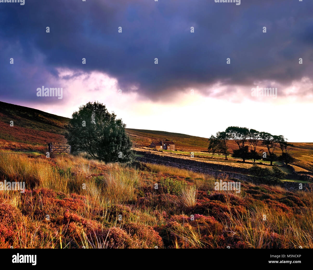 An autumn view of Danby Low Moor in the North Yorkshire moors as the sun begins to set. Stock Photo