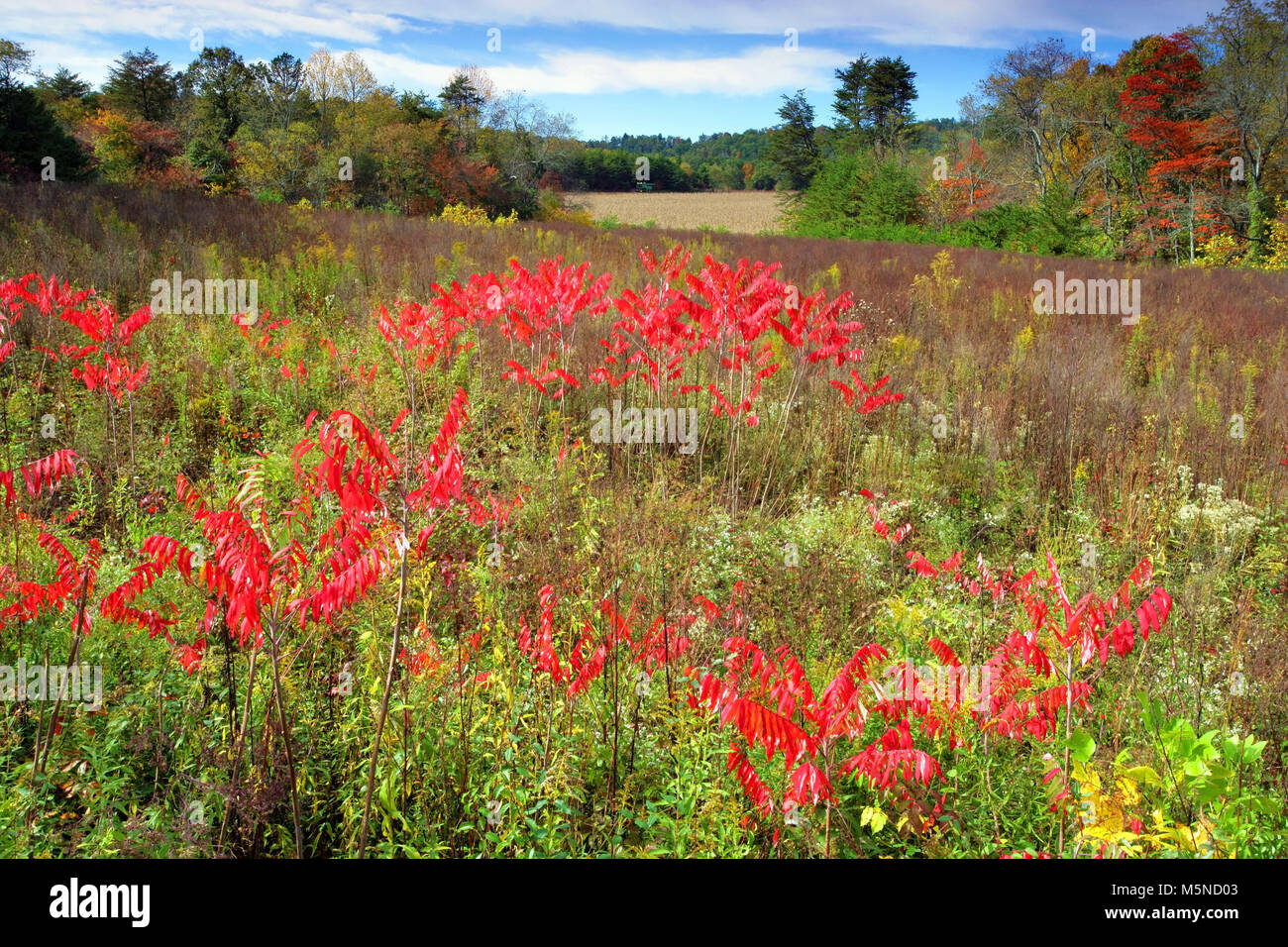 A fall view of the Georgia countryside near Blairsville, USA Stock Photo