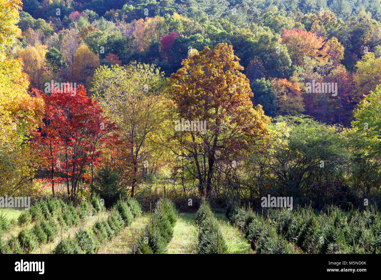 A fall view of the Georgia countryside near Blairsville, USA Stock Photo