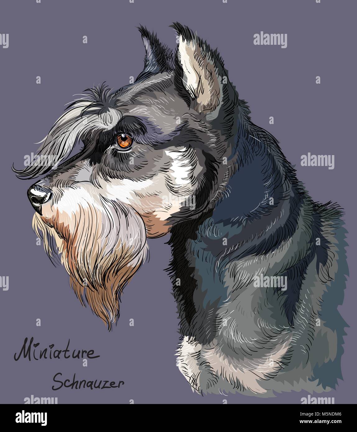 Miniature Schnauzer vector hand drawing illustration in different color