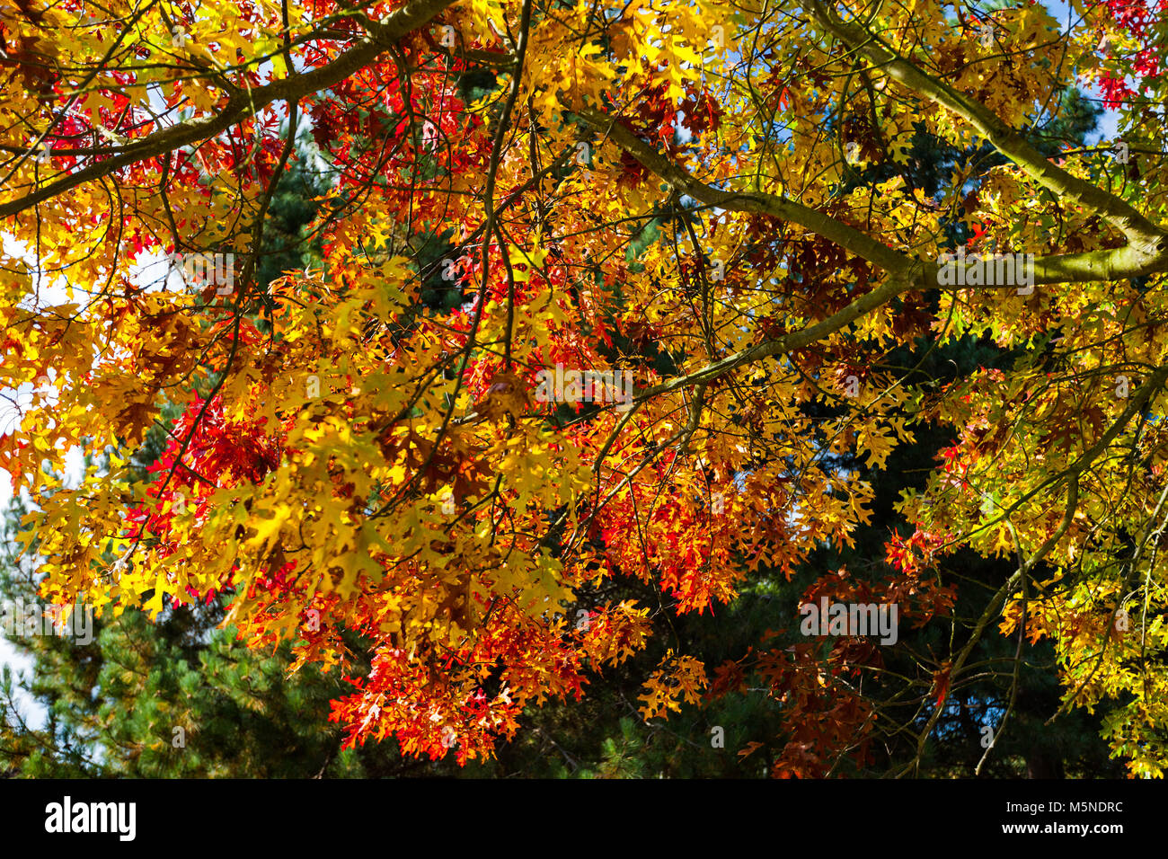 Maple leaf gardens hi-res stock photography and images - Alamy