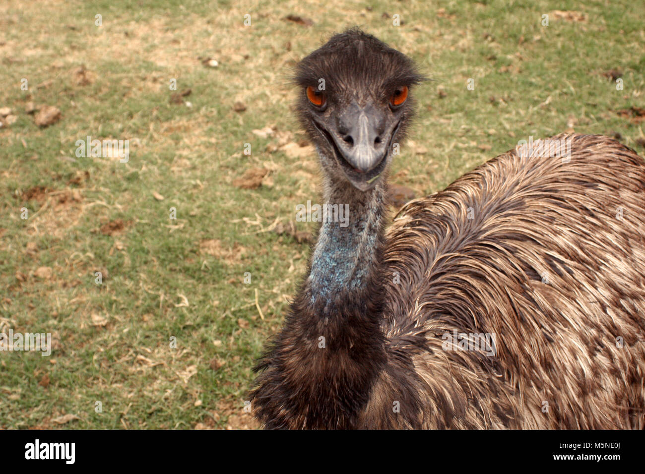 Close up of emu bird Stock Photo
