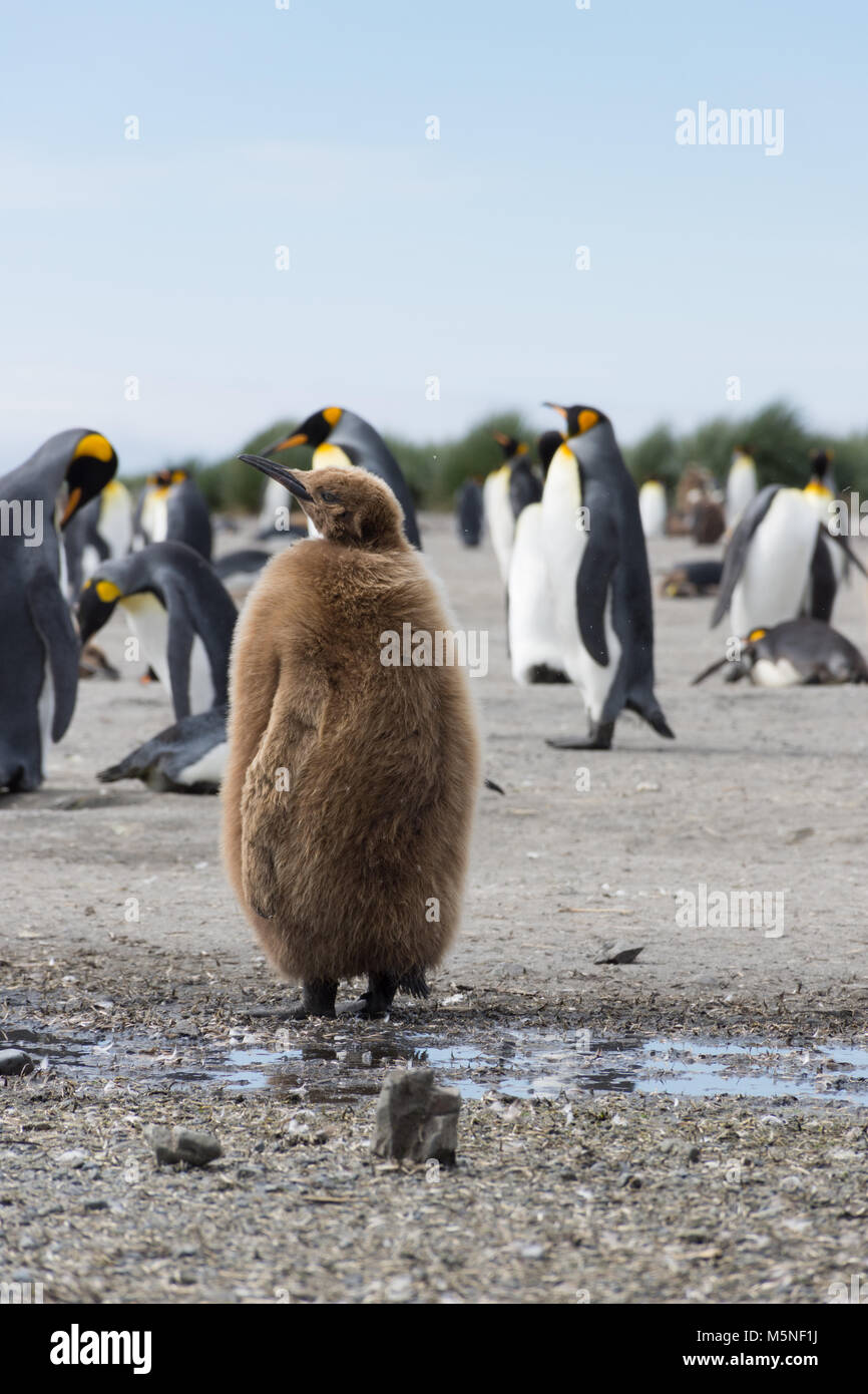 A stout juvenile king penguin or oakum boy with its brown downy feathers standing away from the adult king penguins seen in the distance. Stock Photo