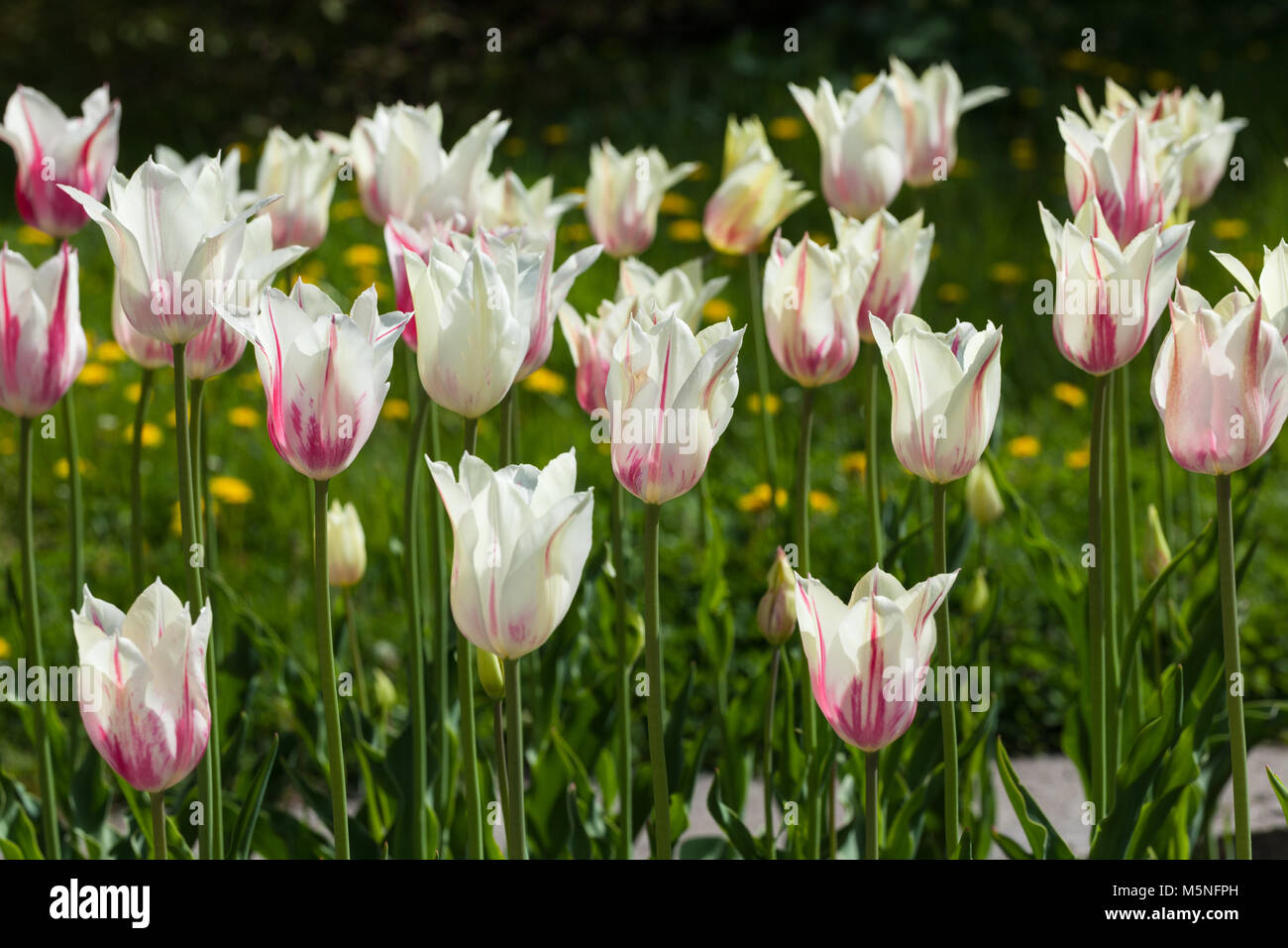 'Marilyn' Lily Flowered Tulip, Liljetulpan (Tulipa gesneriana) Stock Photo