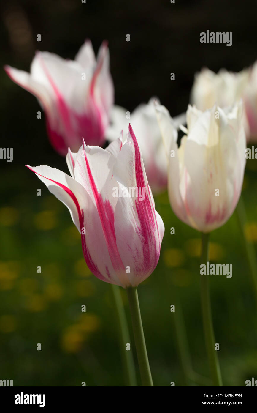 'Marilyn' Lily Flowered Tulip, Liljetulpan (Tulipa gesneriana) Stock Photo