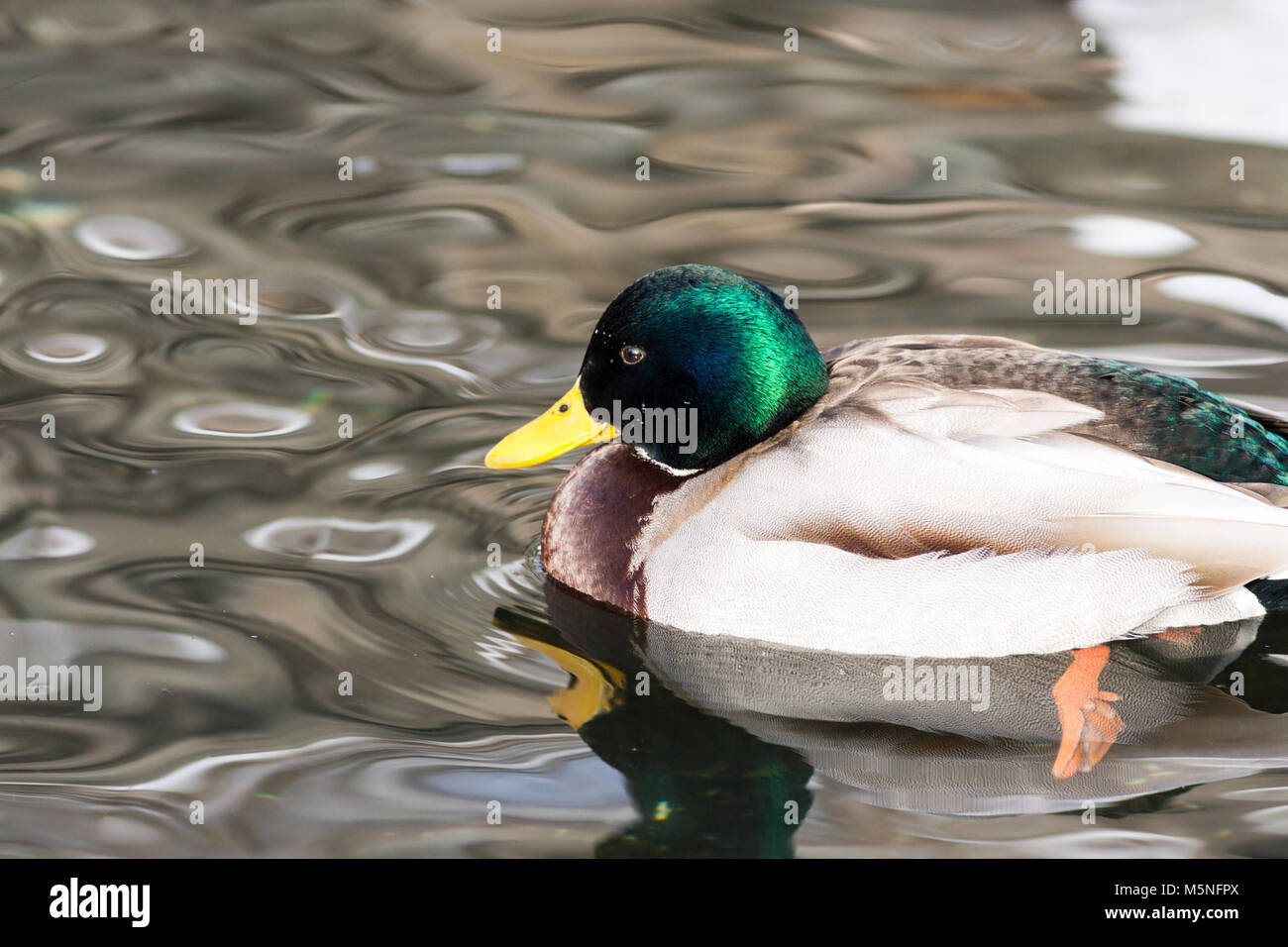 Mallard, Gräsand (Anas platyrhynchos) Stock Photo