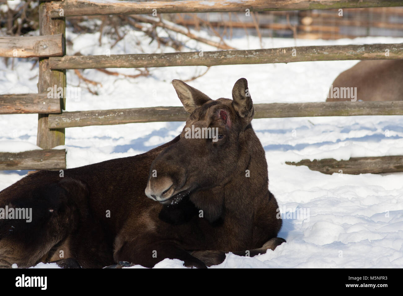 Moose, Älg, (Alces alces) Stock Photo