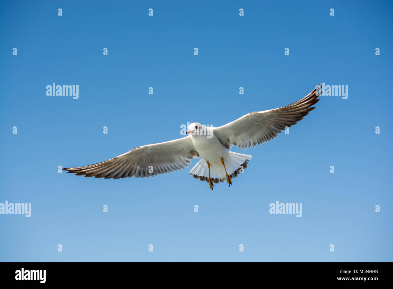 Single seagull flying in a sky as a background Stock Photo - Alamy