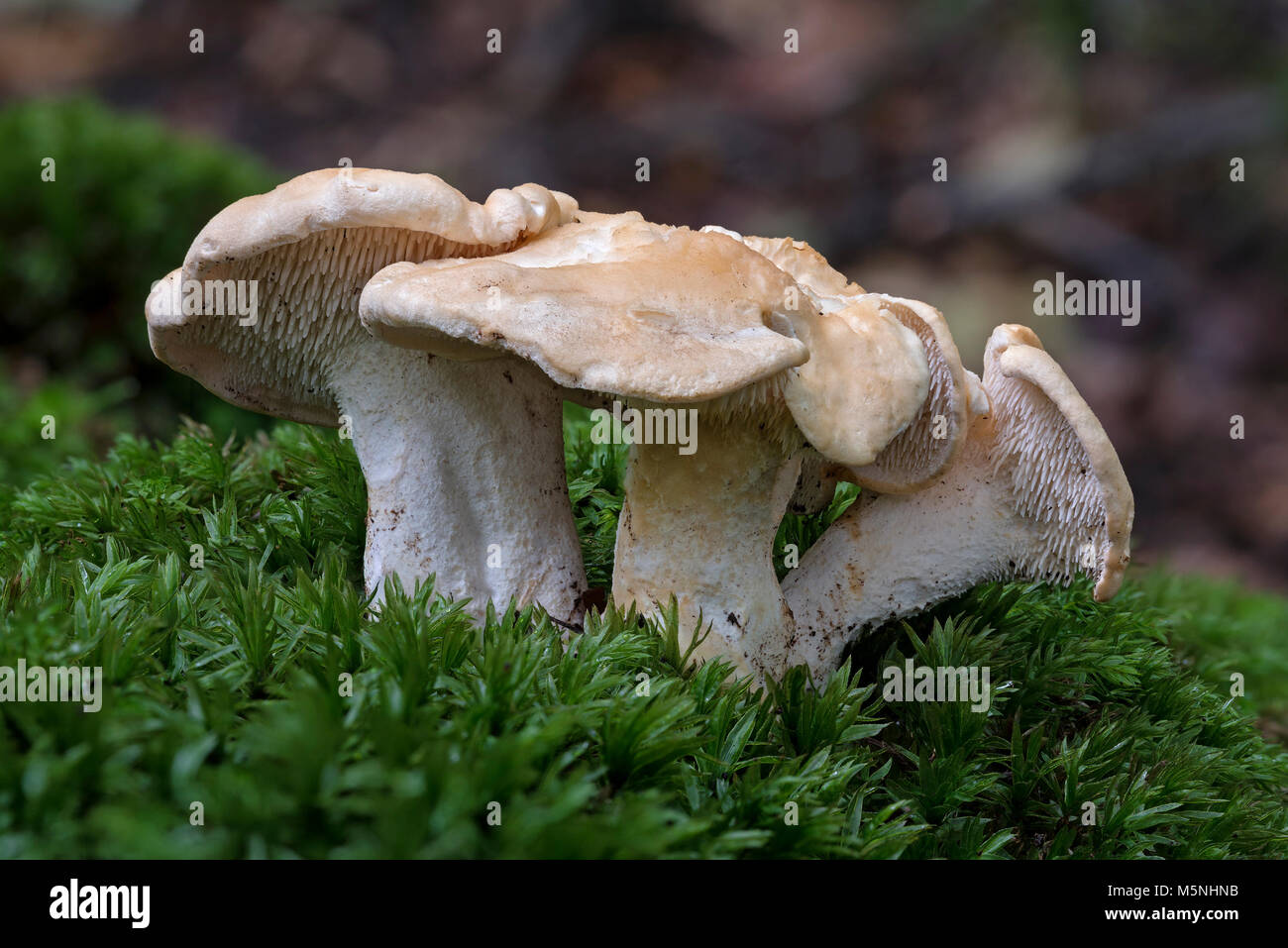 Wood hedgehog fungus Hydnum repandum in woodland in the Wye Valley, UK Stock Photo