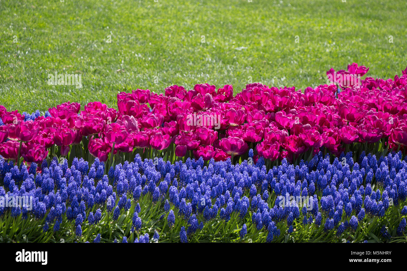 Purple color Tulips Bloom in Spring in garden Stock Photo - Alamy