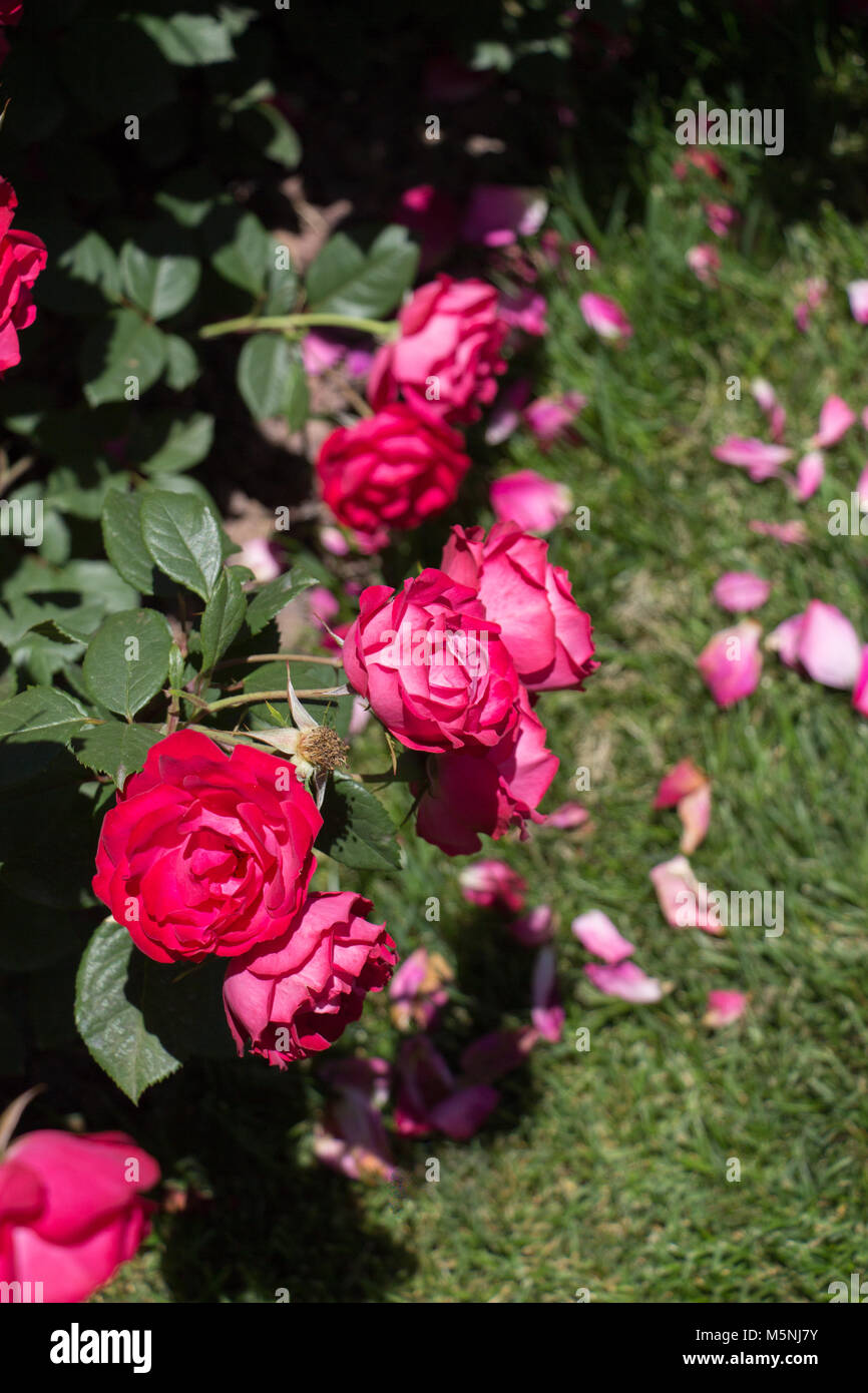 Blooming beautiful colorful roses in the garden background Stock Photo ...