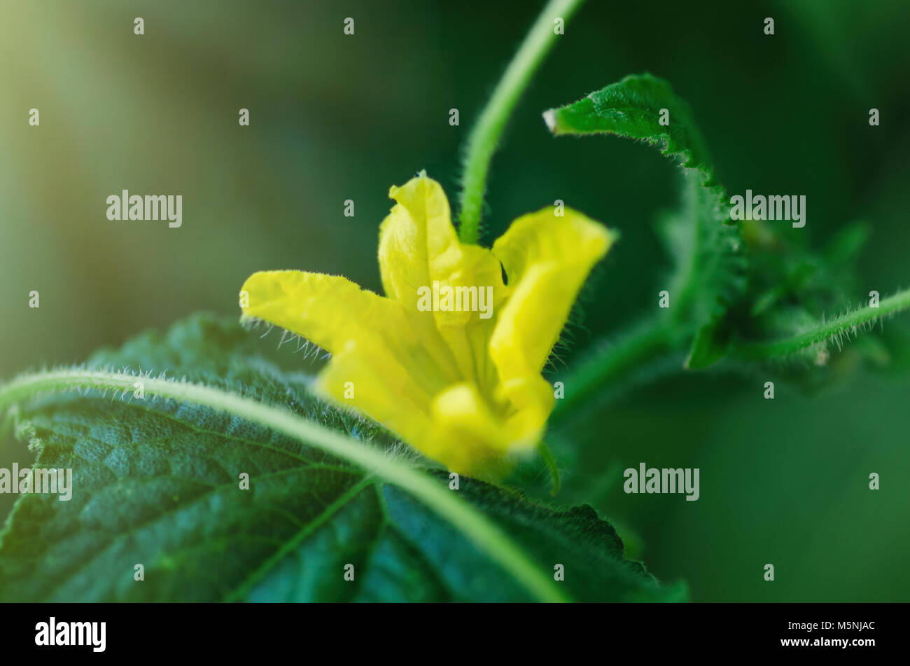 A small cucumber with a yellow flower. The first crop in the garden. Stock Photo