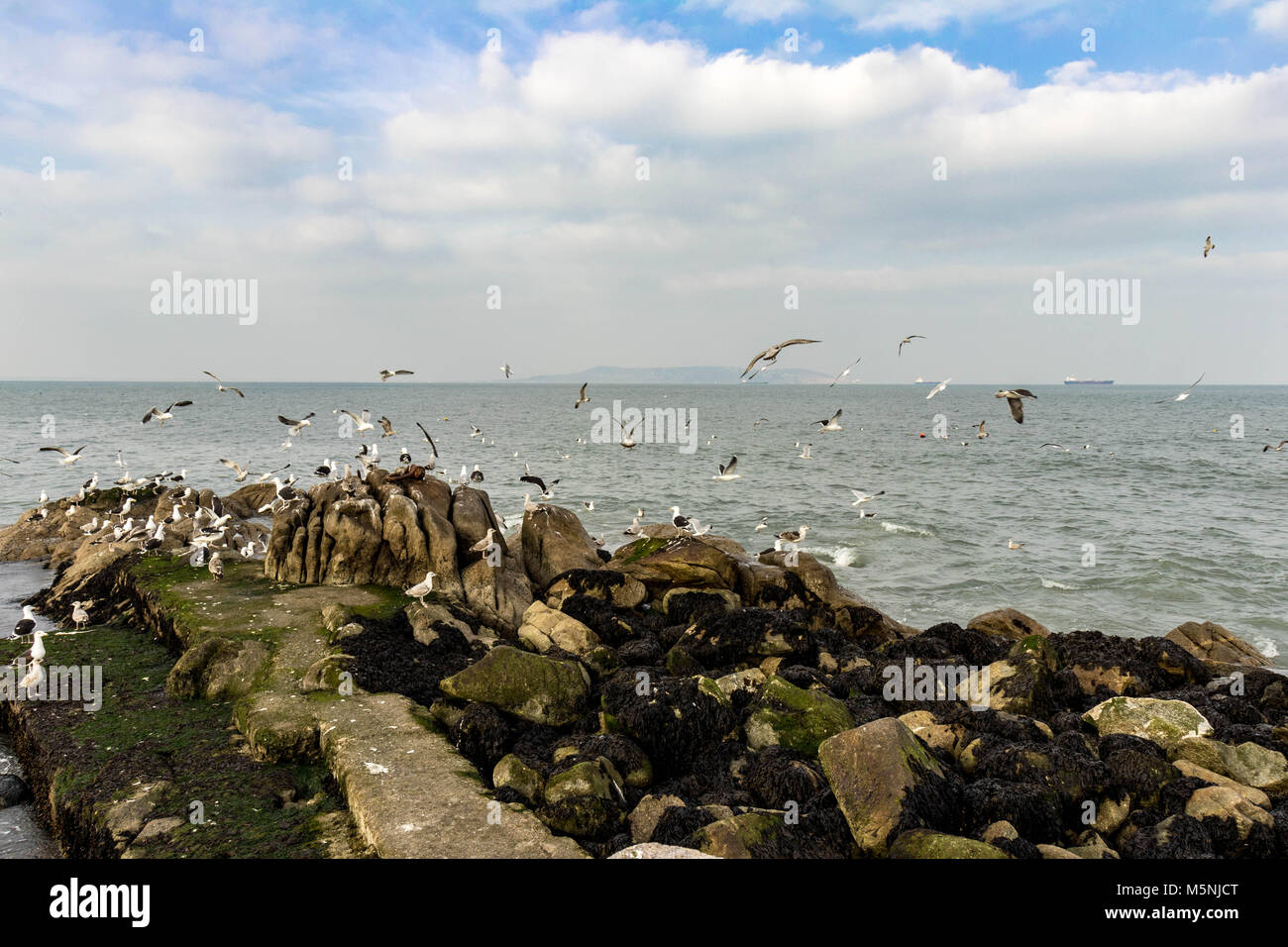 Seagulls at  Bulloch Harbour, Dalkey, Dublin. Stock Photo