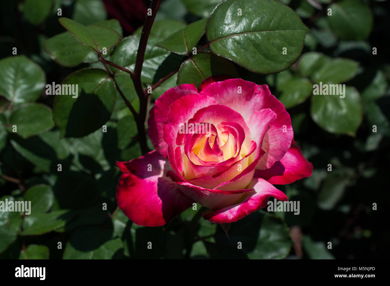 Beautiful colorful Rose Flower on garden background Stock Photo - Alamy