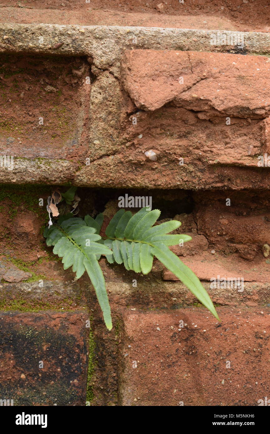 Plant born on the moldy brick wall Stock Photo