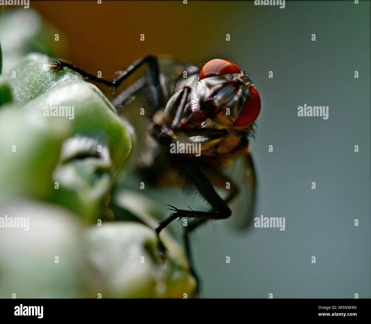 House fly camera deals
