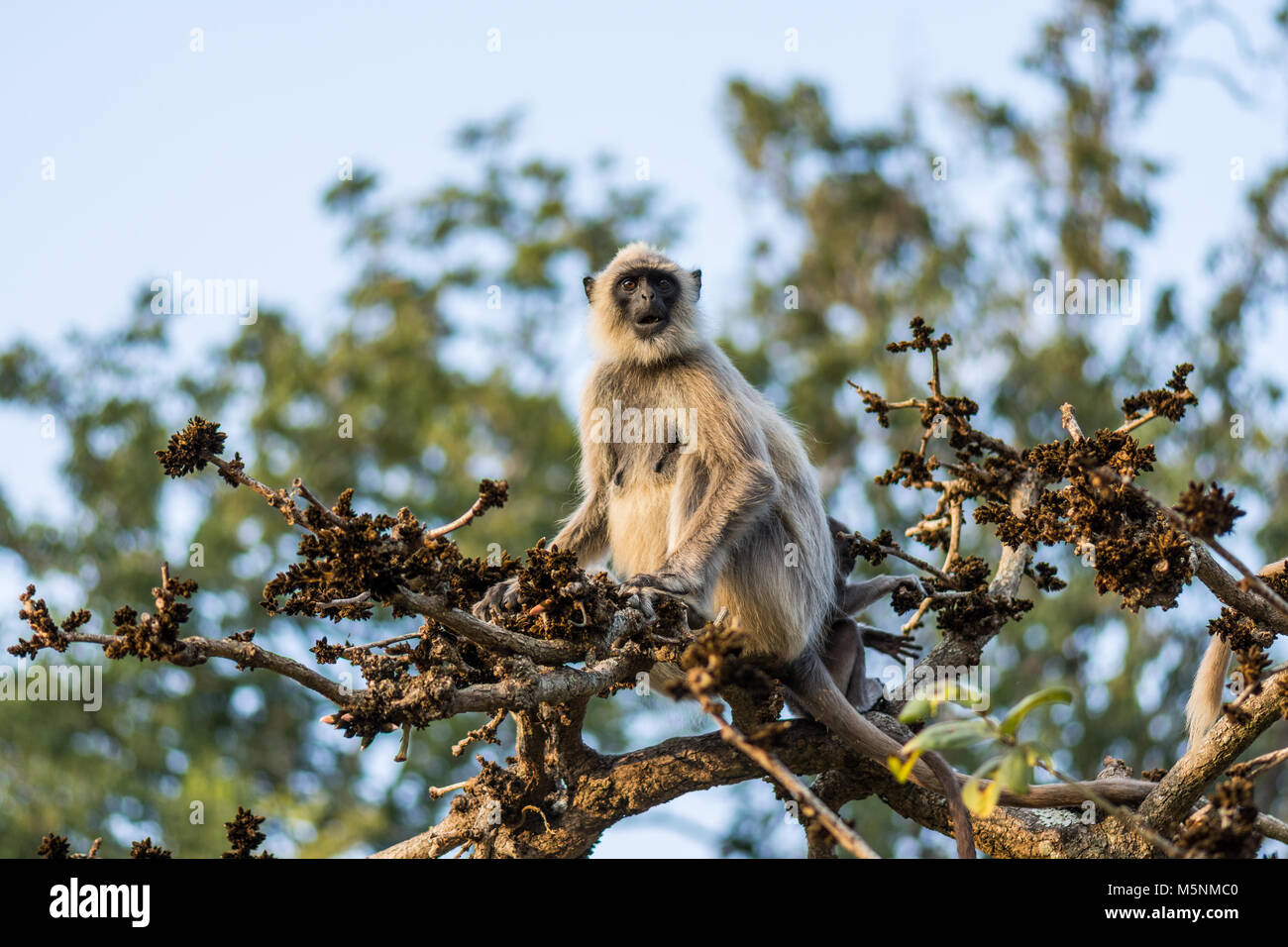 A Gray Langur staring from a tree branch in Mudumalai Tiger Reserve Stock Photo