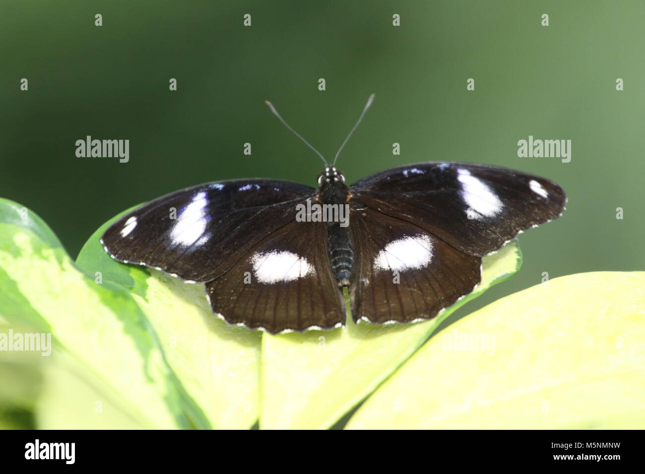 Black Butterfly White Blue Spots High Resolution Stock Photography and Images Alamy