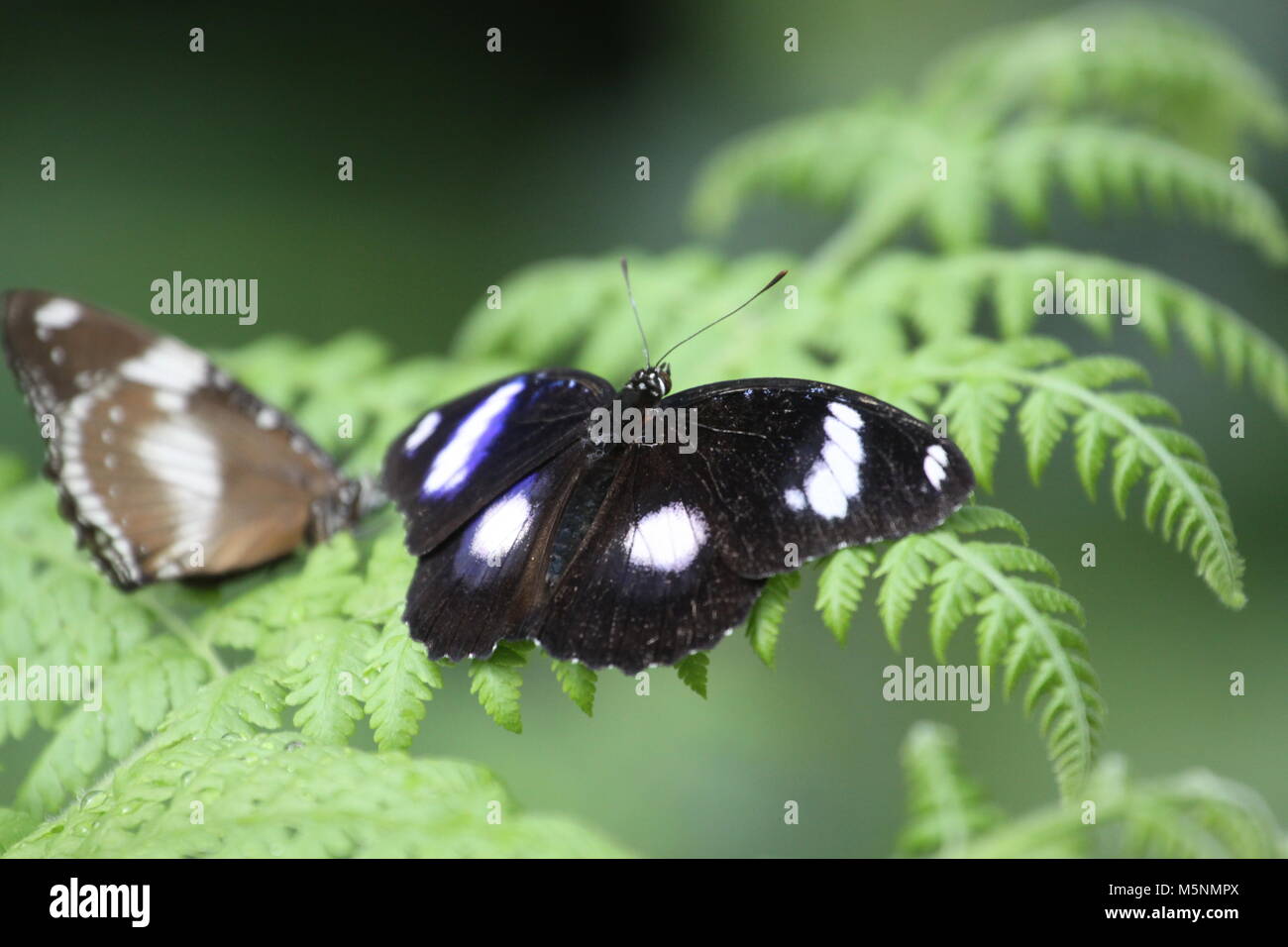 Black Butterfly With White Spots On Wings