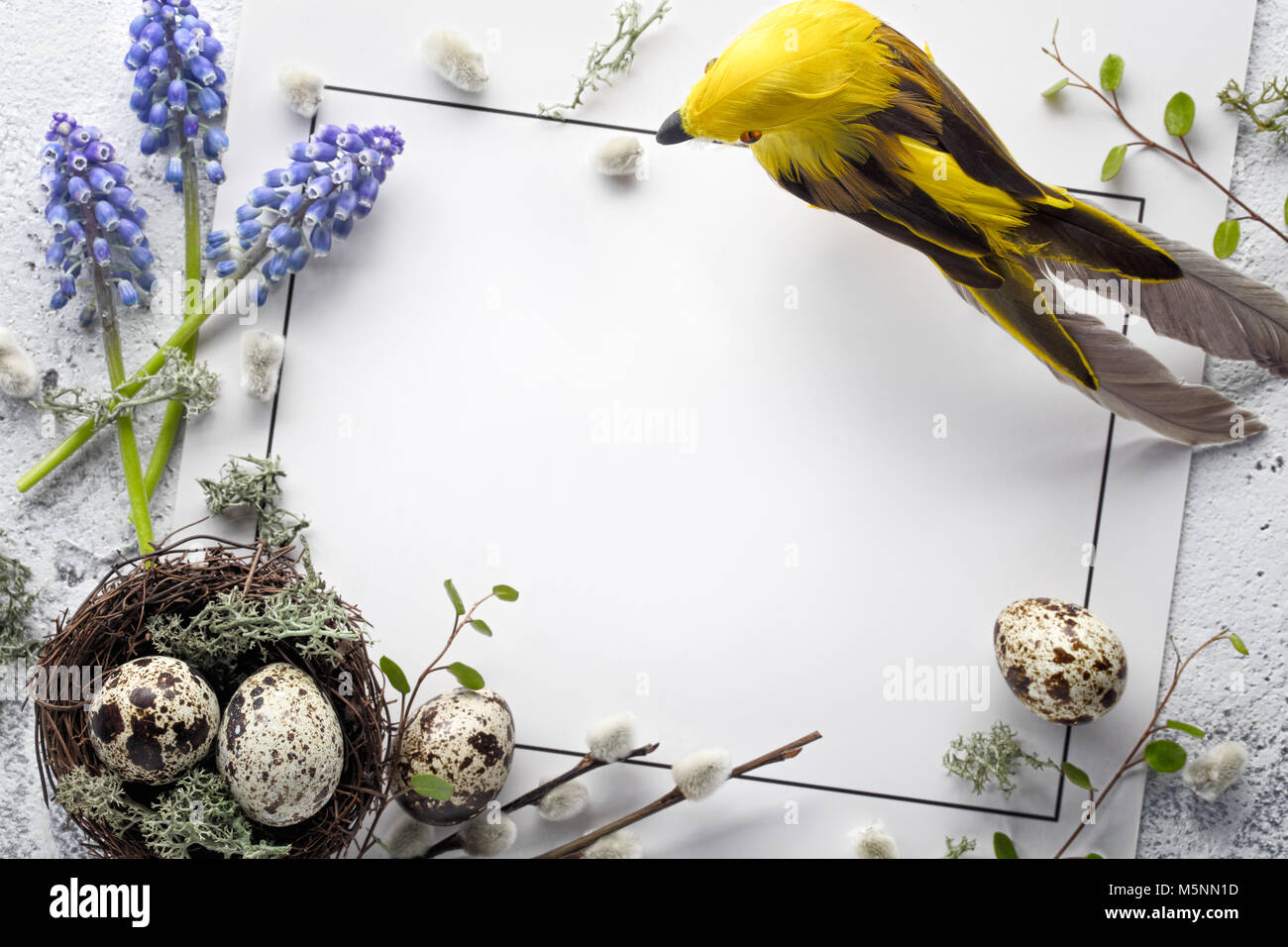 Quail nest with eggs,bird and spring flower on blank card Stock Photo