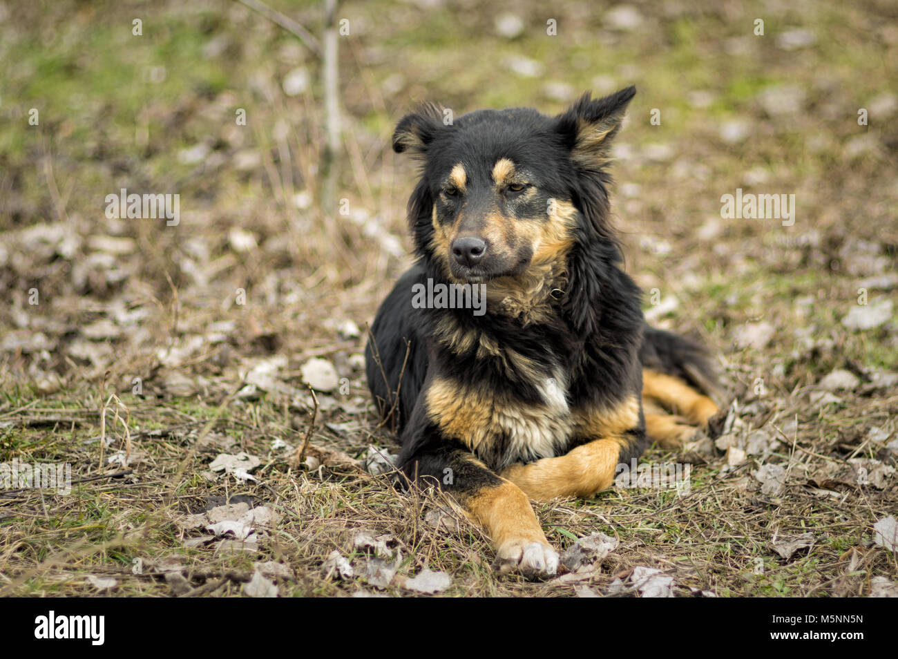 Portrait of black stray dog with reddish spots lying on the ground at early spring season Stock Photo