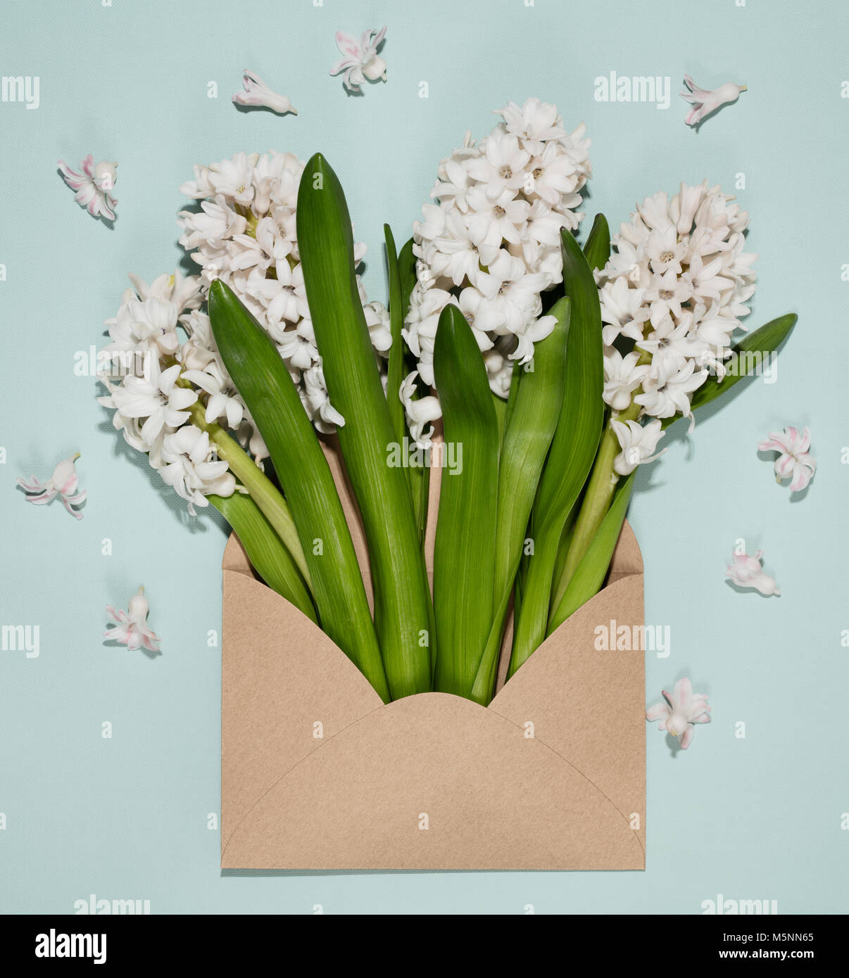 White hyacinths in  envelope. Stock Photo