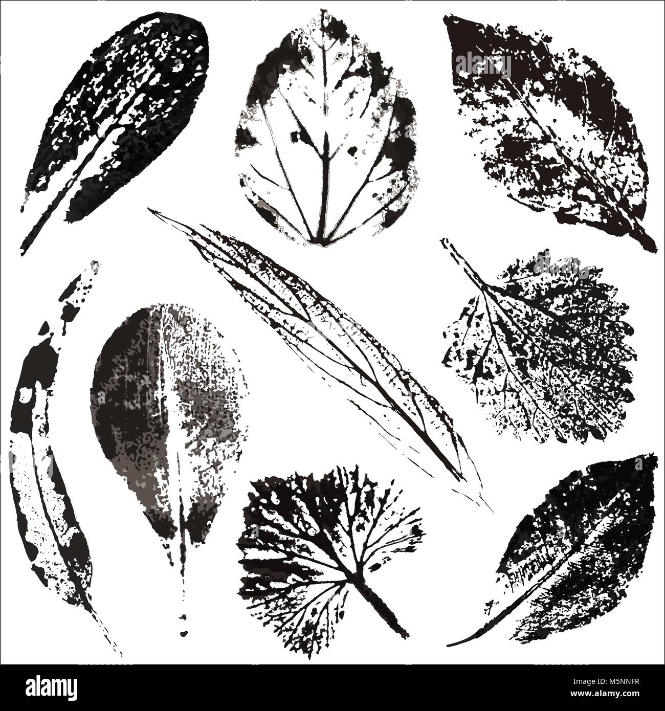 Vector branches and leaves. Hand drawn floral elements. Vector ...