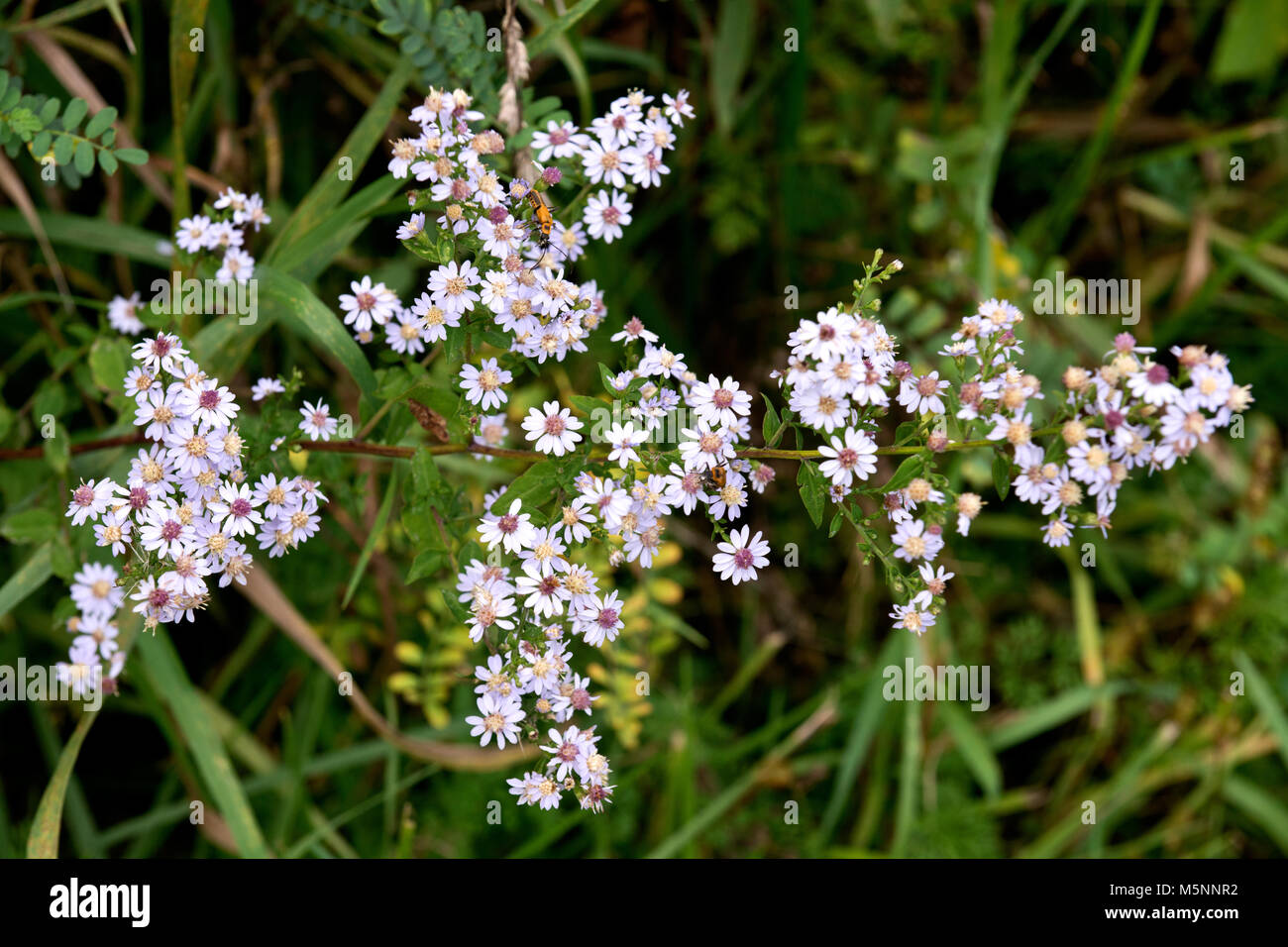 Yarrow Achillea millefolium Aster family (Asteraceae) wild Illinois flower Stock Photo