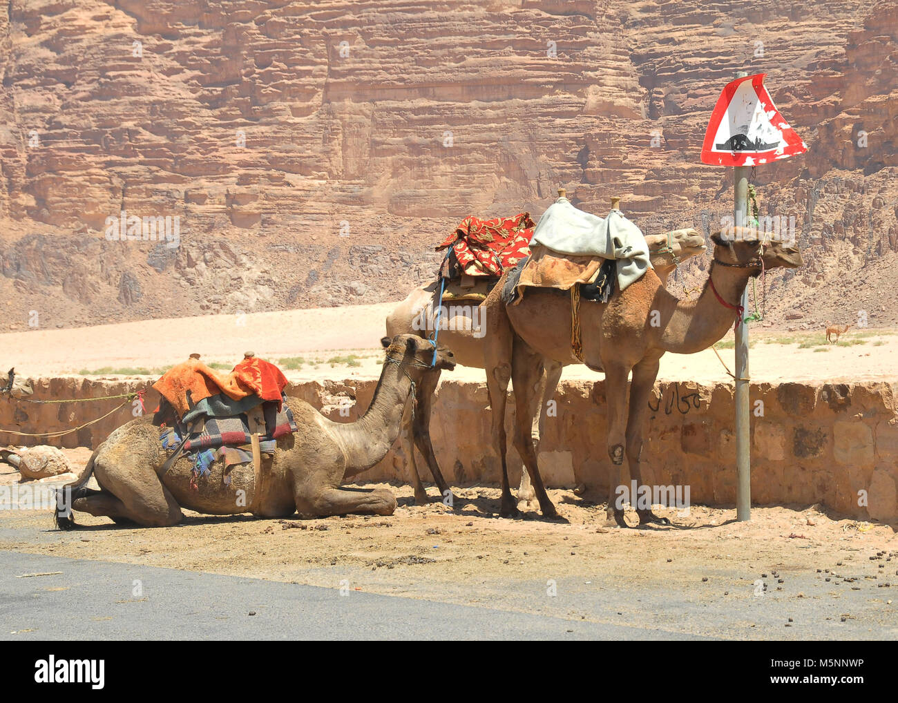 Camels waiting for tourists at the Wadi Rum Village in Jordan Stock Photo