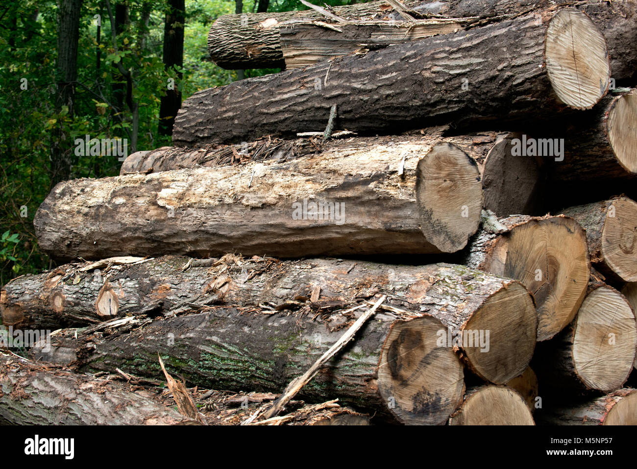 Stack, pile wood logs wooden abstract texture, background Stock Photo ...
