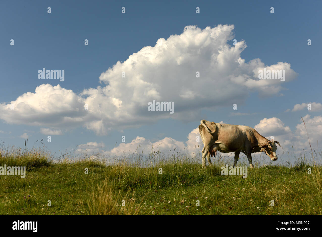Cow on pastures in the mountains Stock Photo - Alamy