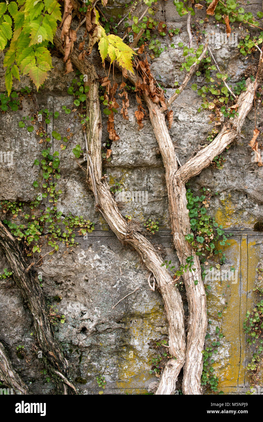 Climbing old plants growing on vintage stone wall Stock Photo - Alamy