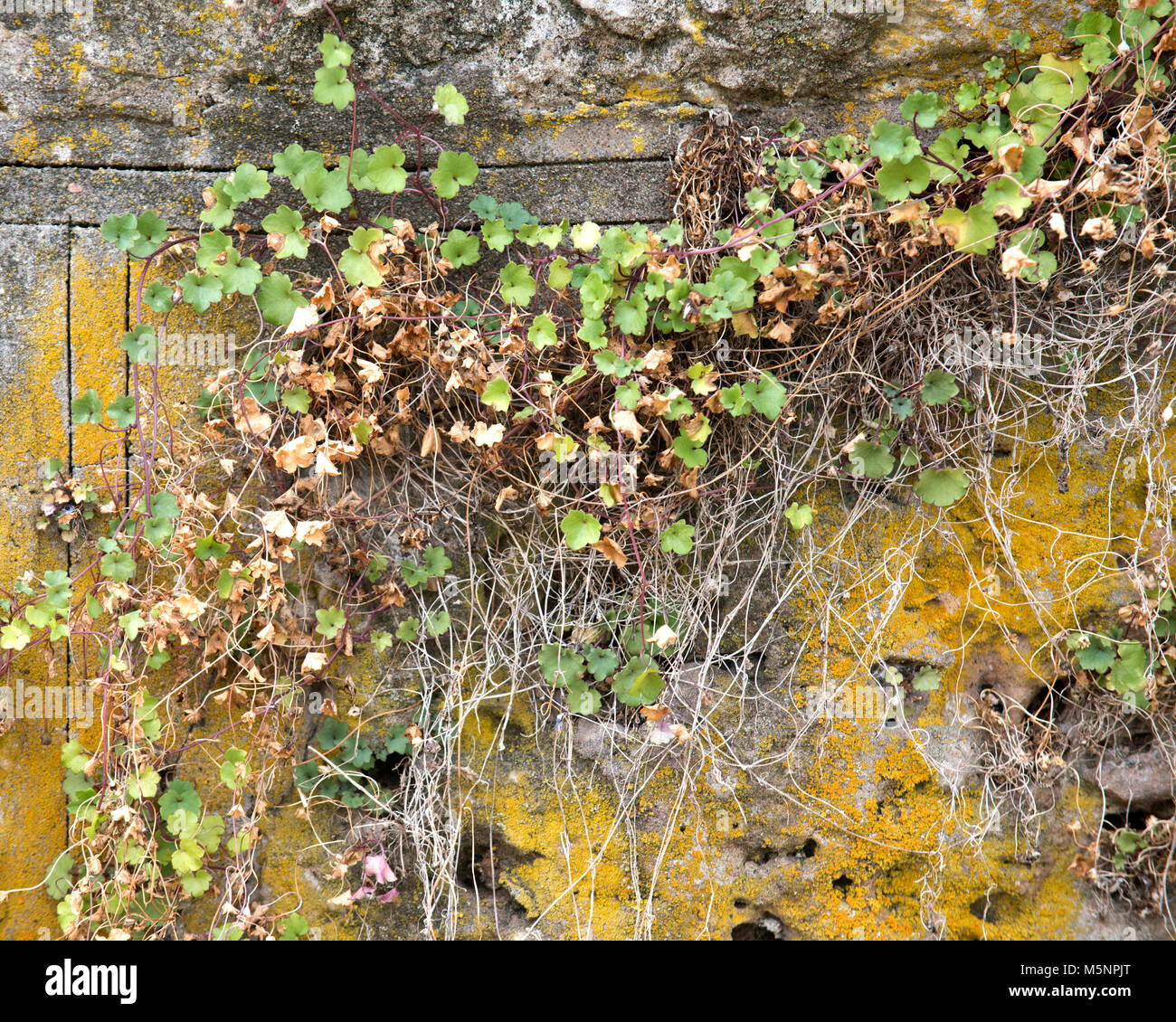 Climbing old plants growing on vintage stone wall Stock Photo - Alamy