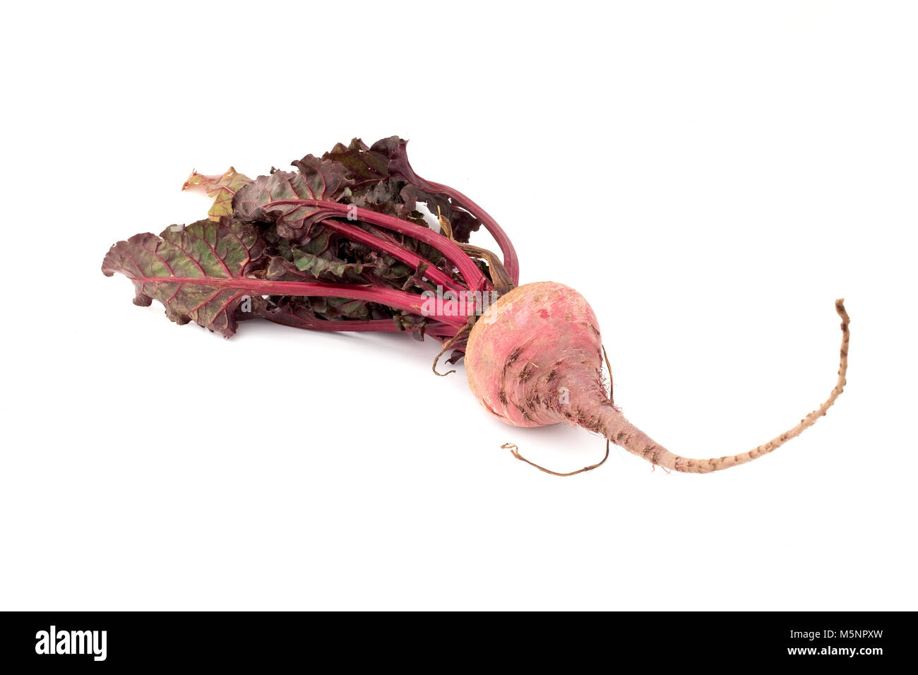 Beetroot on a white background Stock Photo