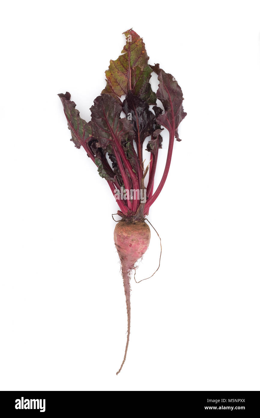 Beetroot on a white background Stock Photo