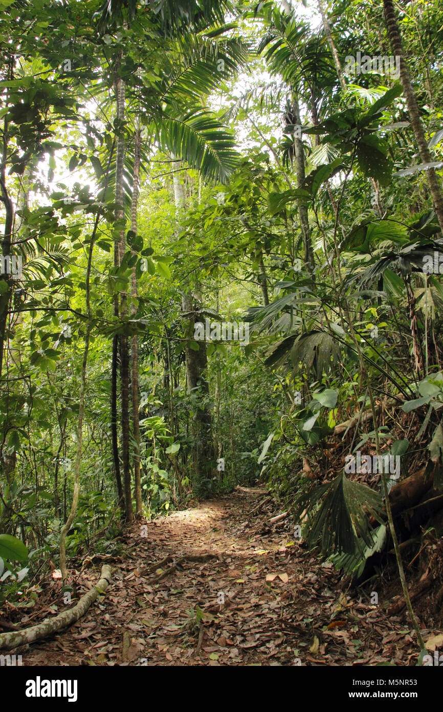Path to the tropical jungle Stock Photo