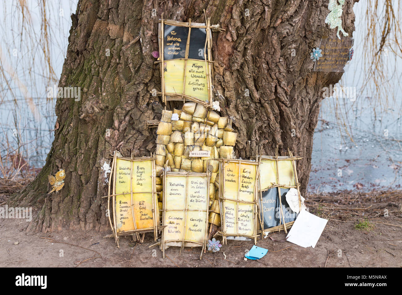 Magdeburg, Germany - February 25,2018: An old willow serves as a wish tree in the city park of Magdeburg. Stock Photo